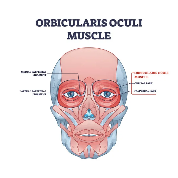 Orbicularis oculi Muskel als Gesichtsmuskulatur für Augenlider Skizze — Stockvektor