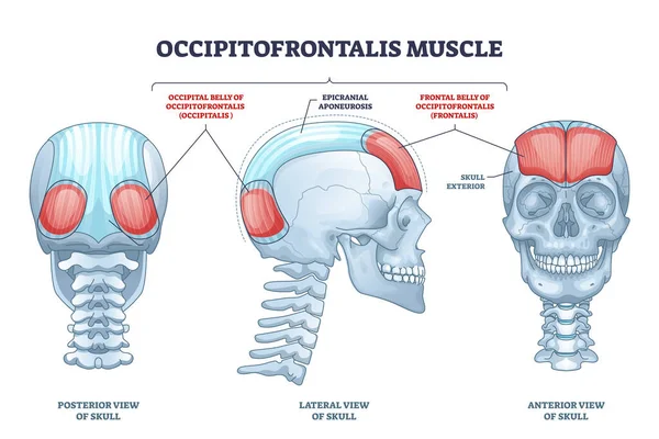 Occipitofrontalis músculo como cráneo humano esquema del sistema muscular diagrama — Archivo Imágenes Vectoriales