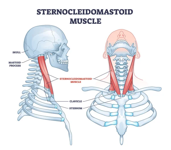 İnsan boynu kas sistemi diyagramı olarak sternokleidomastoid kas