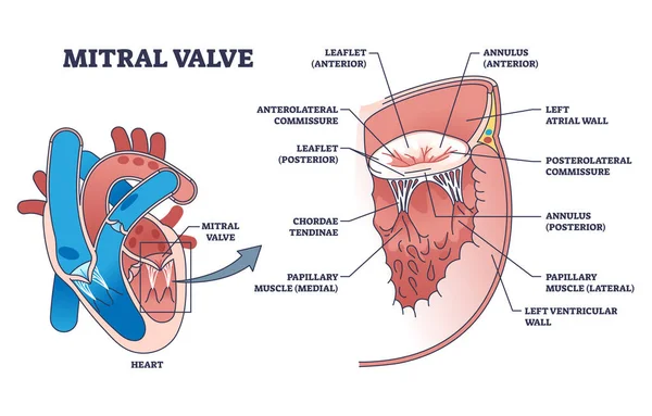 Struttura della valvola mitrale con diagramma schematico di anatomia cardiaca cardio medica — Vettoriale Stock