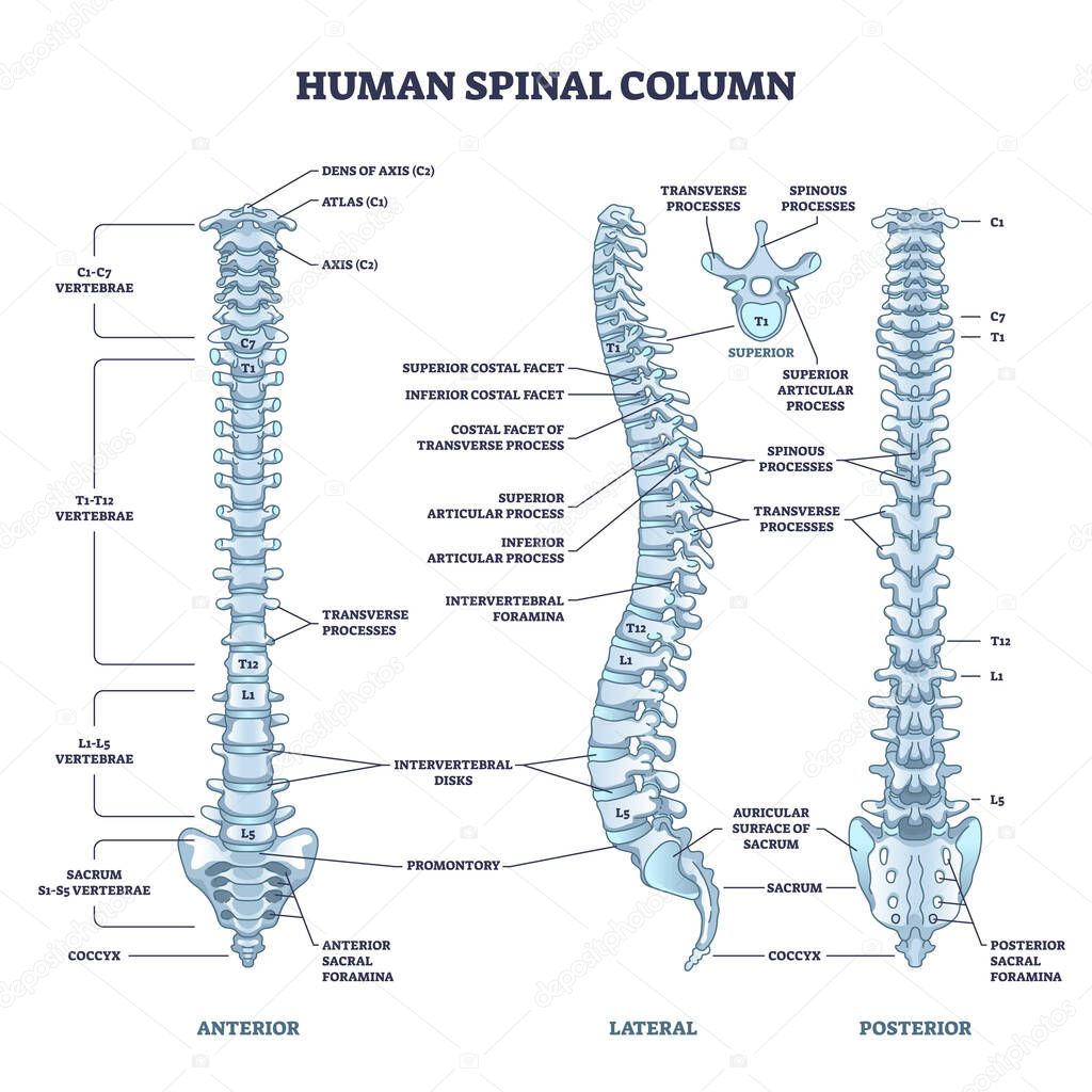 Human spinal column with backbone and spine skeletal anatomy outline diagram