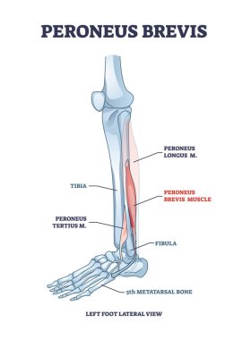 Uzun bacaklı Peroneus brevis kas ve tertius konum şeması.