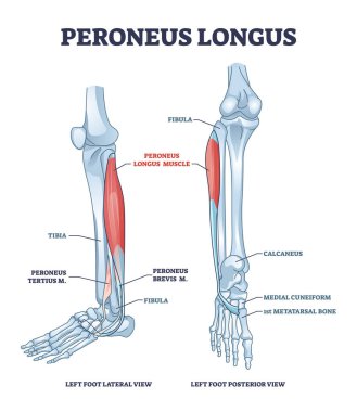 Peroneus longus kas, bacak kasları ve iskelet sistem şeması.
