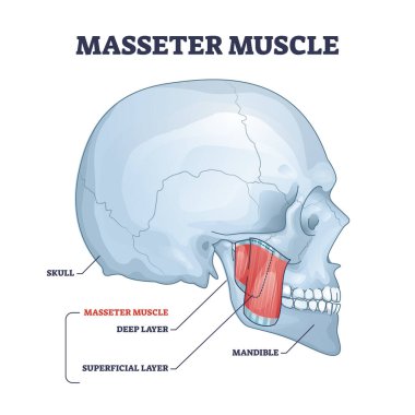 Masseter kas mastikasyon anatomik kas sistemi şeması olarak