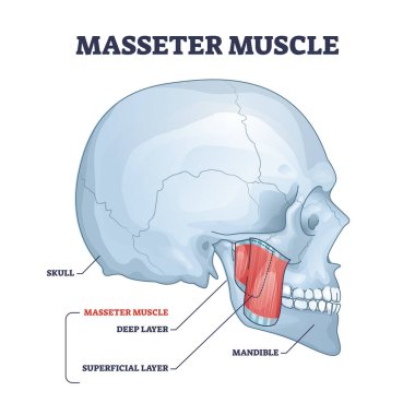 Masseter muscle as mastication anatomical muscular system outline diagram clipart