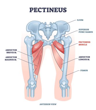 Pectineus kas bacak kaçıran brevis ve magnus konum şeması