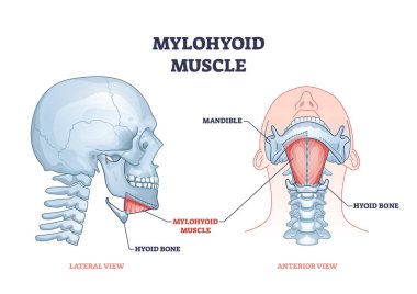 Boğazlı dil kemiği ve dil kemiği ile milohyoid kas sistemi şeması.