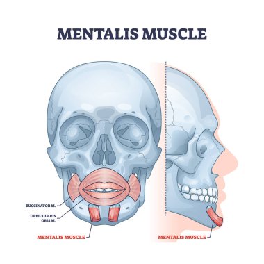 Mentalis muscle with chin buccinator and orbicularis parts outline diagram clipart