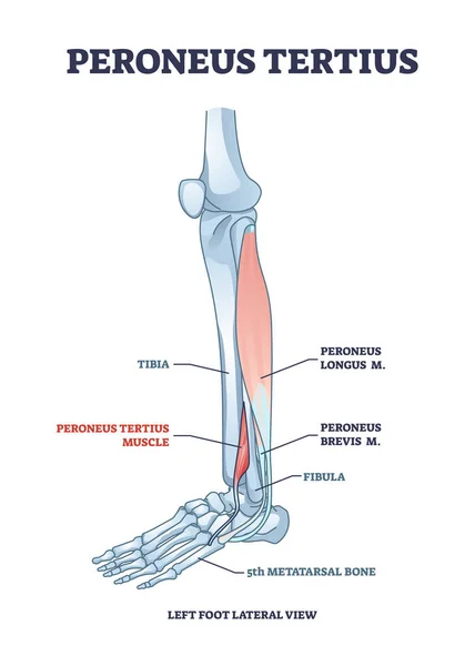Peroneus tertius leg muscle with longus and brevis location outline diagram — 스톡 벡터