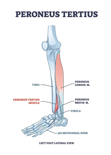 Peroneus tertius benmuskel med longus och brevis läge skissera diagram — Stock vektor