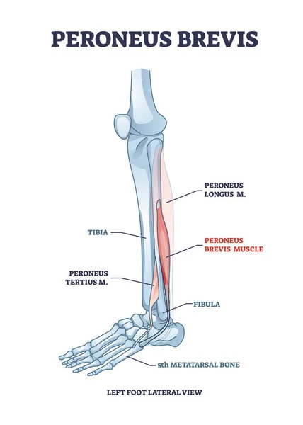 Músculo de la pierna de Peroneus brevis con diagrama de contorno de ubicación de largo y tercio — Archivo Imágenes Vectoriales