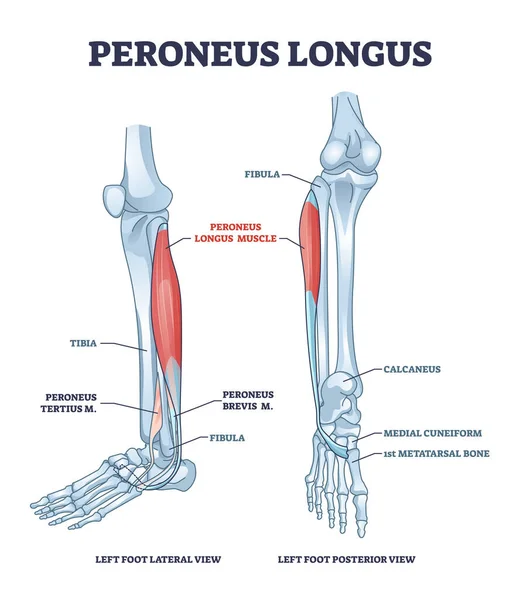 Peroneo músculo largo con la pierna musculoso y esquelético esquema del sistema diagrama — Vector de stock