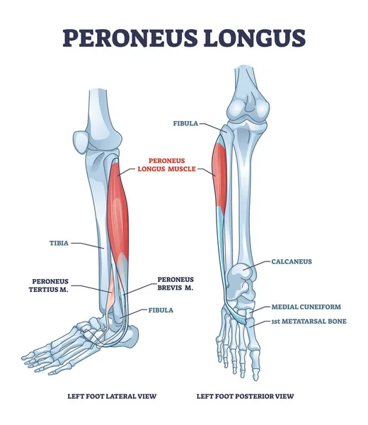 Arm supination and pronation vector illustration. Labeled