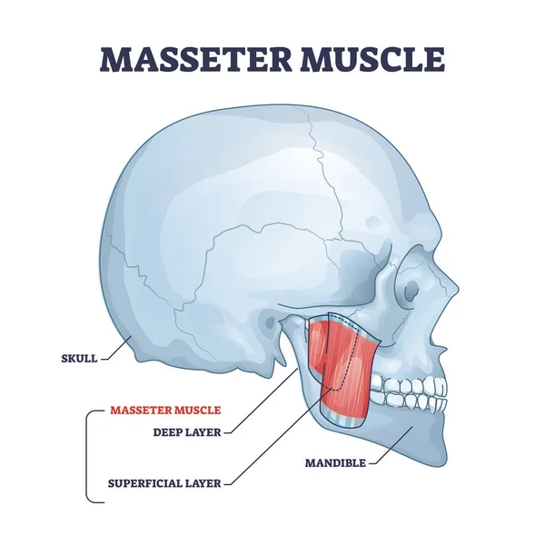 Masseter muscle as mastication anatomical muscular system outline diagram — Stock Vector