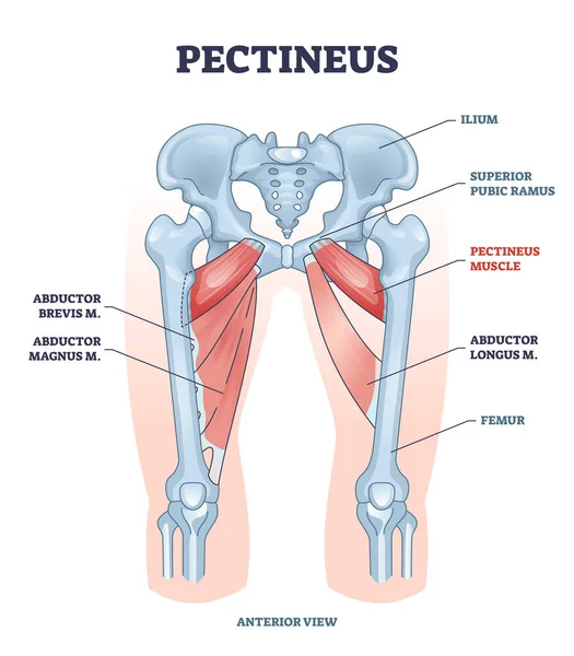Músculo pectineo con abductor de pierna brevis y diagrama de ubicación de magnus — Archivo Imágenes Vectoriales