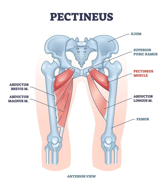 Muscolo pecineo con rapitore di gambe brevis e diagramma di posizione magnus — Vettoriale Stock