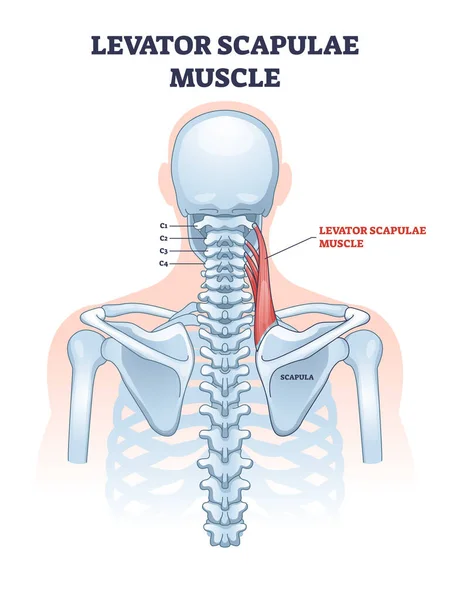 Levantador de la escápula muscular como cuello y hombro diagrama de contorno de conexión — Vector de stock