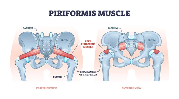 Muscolo piriforme con scheletro dell'anca e schema scheletrico del sistema muscolare — Vettoriale Stock