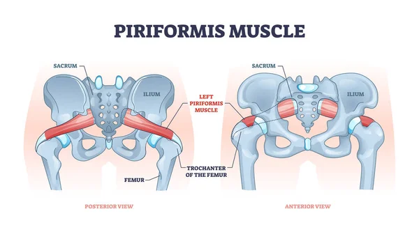 Músculo piriforme con esqueleto de cadera y diagrama de contorno del sistema muscular — Archivo Imágenes Vectoriales