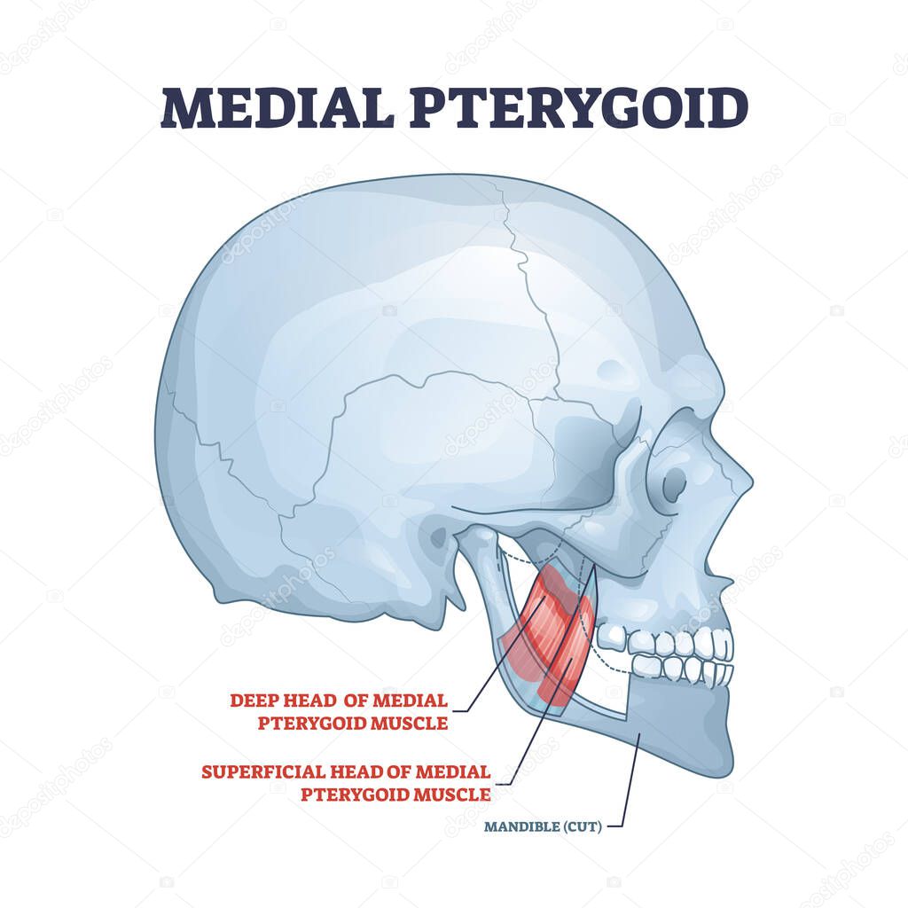 Medial pterygoid facial muscle as masticatory muscular part outline diagram