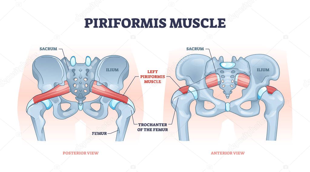 Piriformis muscle with hip skeleton and muscular system outline diagram