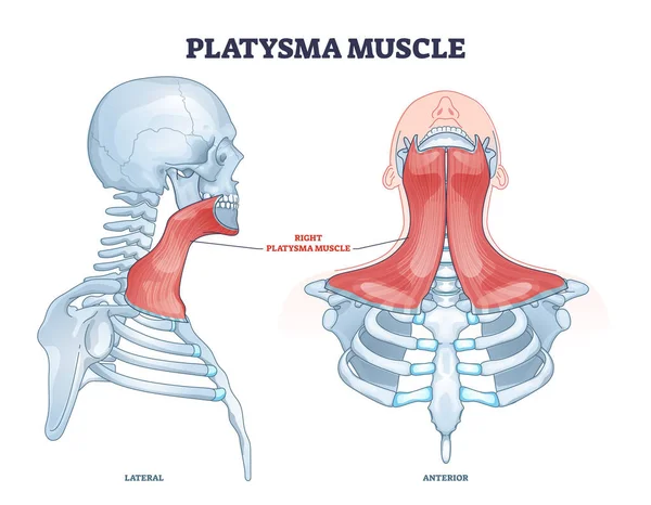 Platysma músculo como cuello humano y garganta sistema muscular esquema diagrama — Vector de stock