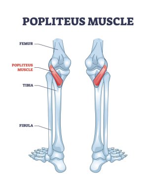 Popliteus kası bacak ve diz kaslı eklem anatomisi diyagramı.