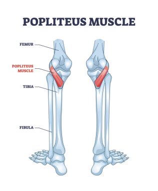 Popliteus muscle as leg and knee muscular joint anatomy outline diagram clipart