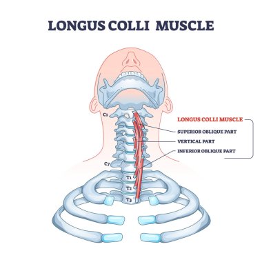 Üstün, dikey ve alt kısım çizgili Longus colli kası.