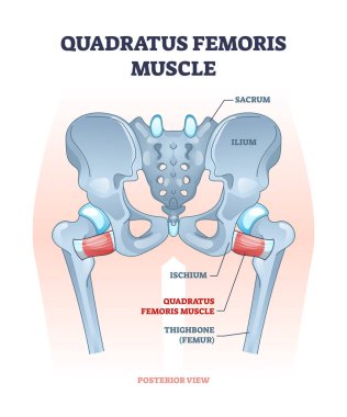 Quadratus femoris muscle as hip and groin rotator joint outline diagram clipart