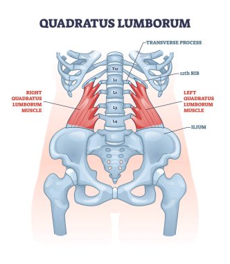 Kuadratus lumborum kası veya güçlü ve sağlıklı omurga şeması için QL