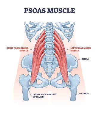 Omurga sağlık şeması için derin vücut kas sistemi olarak psoas kası