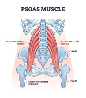 Psoas muscle as deep body muscular system for spine health outline diagram clipart