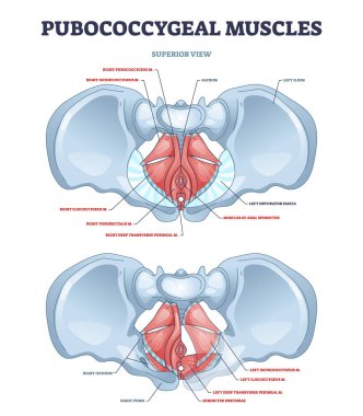 Pubococcygeal kas grubu pubococcygeus, iliococcygeus şeması
