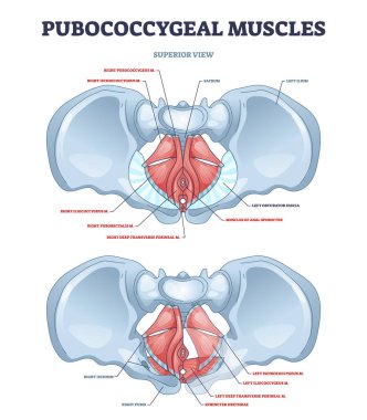 Pubococcygeal muscles group with pubococcygeus, iliococcygeus outline diagram clipart