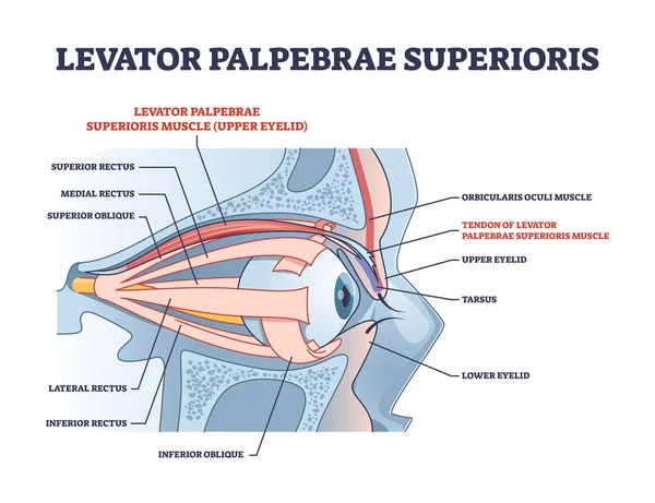 Levator palpebrae superioris м'яз з контурною схемою структури ока — стоковий вектор