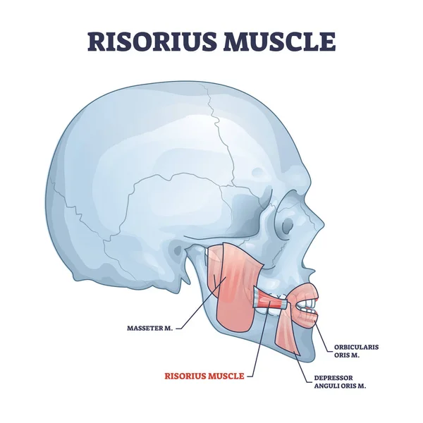 Risorius sval jako lidský obličejový výraz svalový systém obrys diagram — Stockový vektor