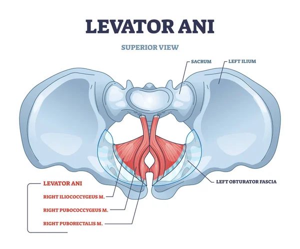 Emplacement du groupe musculaire Levator ani et schéma des os du bassin inférieur — Image vectorielle