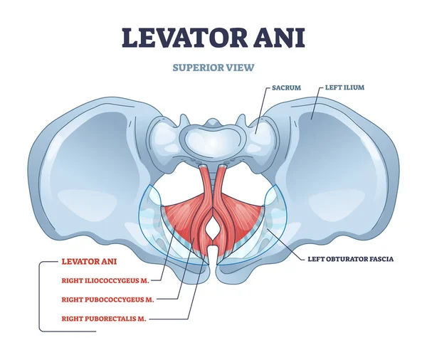 Levator ani θέση της ομάδας μυών και μικρότερο περίγραμμα της πυέλου των οστών διάγραμμα — Διανυσματικό Αρχείο