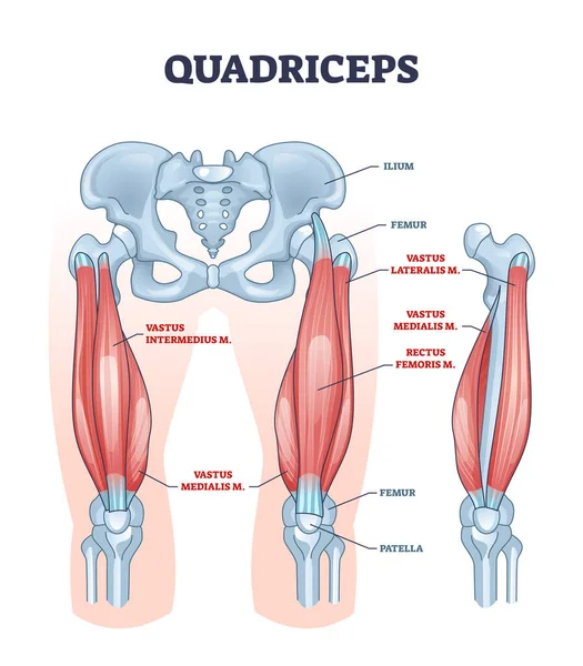 Quadricipite muscolo o quadricipite gamba struttura anatomica muscolare schema — Vettoriale Stock