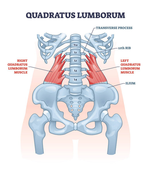 Quadratus lumborum muscle or QL for strong and healthy spine outline diagram