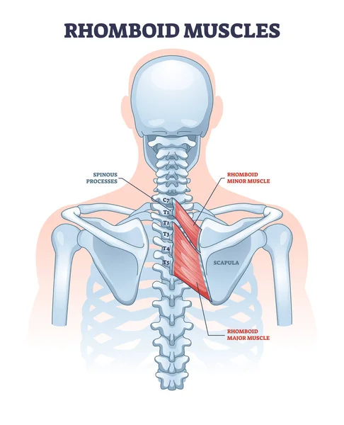 Mięśnie romboidalne jako szkieletowy układ mięśniowy dla schematu zarysu kręgosłupa — Wektor stockowy