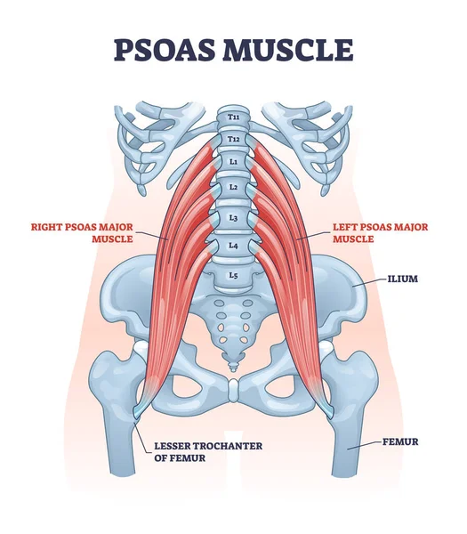 Psoas mięśni jako głębokiego układu mięśniowego ciała dla kręgosłupa zdrowia zarys diagramu — Wektor stockowy