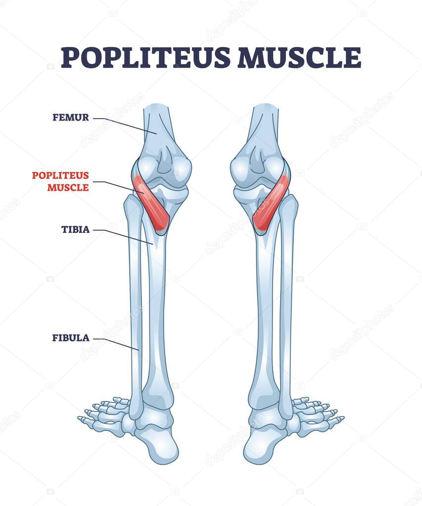 Popliteus muscle as leg and knee muscular joint anatomy outline diagram