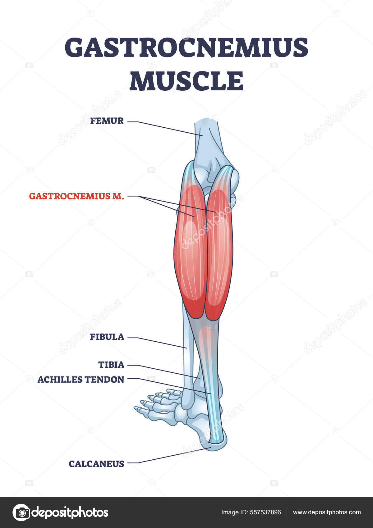 脚と足首の解剖学的構造を持つガストロネミウス筋の概要図 — ストックベクター ©VectorMine 557537896