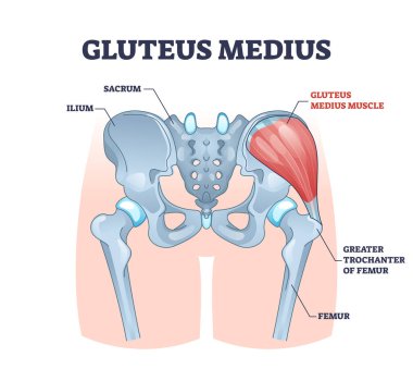 Gluteus medius muscle with human hip and groin anatomy outline diagram clipart
