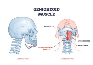 Geniohyoid kas ve milohyoid boyun veya çene kas sistemi şeması.