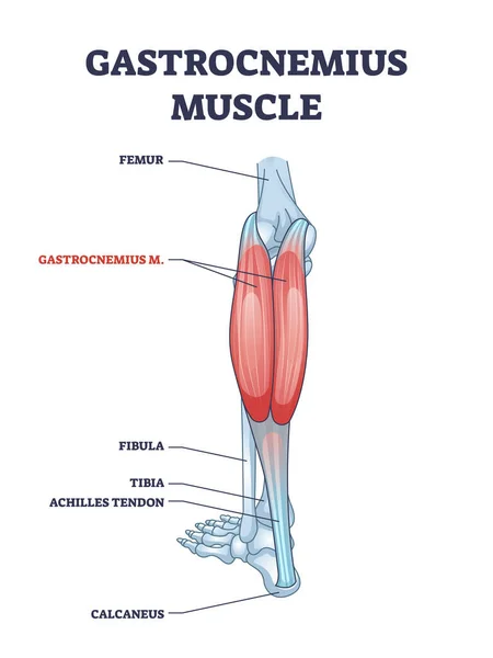 Músculo gastrocnemio con estructura anatómica de la pierna y el tobillo diagrama de contorno — Archivo Imágenes Vectoriales