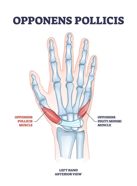 Opponens músculo de la mano pollicis con digiti minimi ubicación esquema diagrama — Archivo Imágenes Vectoriales
