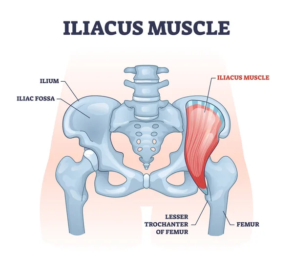 Músculo ilíaco com quadril ou virilha muscular, diagrama esquelético de contorno anatomia — Vetor de Stock